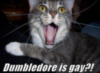 LOLCat: Dumbledore is gay?!