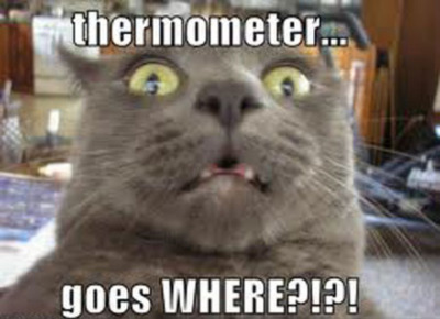 LOLCat: Thermometer... goes WHERE?!?!