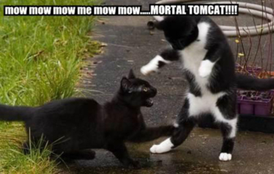 LOLCats: Mortal TOMCAT!!!!