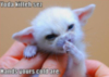 LOLCat: Yoda kitten sez: Hands yours cold are.