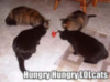 LOLCat: Hungry Hungry LOLCats