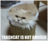 LOLCat: Trashcat is not amused
