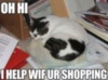 LOLCat: Oh hi I help wif ur shopping