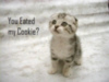 LOLCat: You eated my cookie?