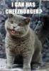 LOLCat: Can I have cheeseburger?