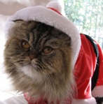 LOLCat: Santa