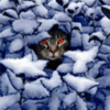 Red eyes cat in snow