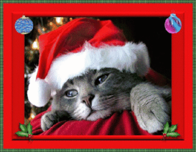 Merry Christmas! Santa Kitten