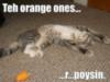 LOLCat: Teh orange ones...r...poysin.