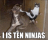 LOLCat: I is ten ninjas