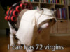 LOLCat: I can has 72 virgins