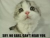 LOLCat: Sry. No ears. Can't hear you.