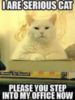 LOLCat: I are serios cat. Please you step into my office now