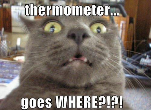 LOLCat: thermometer... goes WHERE?!?!