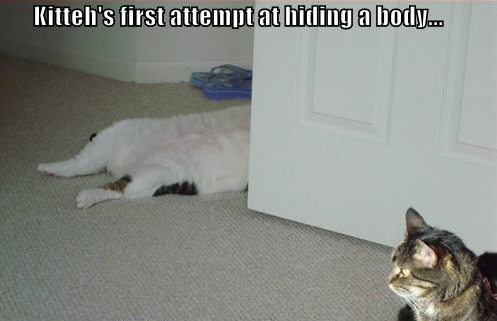 LOLCat: kitteh's first attempt at hiding a body...