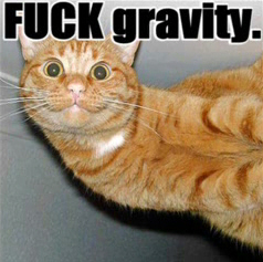 LOLCat: F*ck gravity
