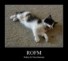LOLCat: ROFM (Rolling On Floor Meowing)