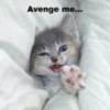 LOLCat: Avenge me...