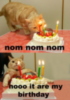 LOLCat: nom nom nom nooo it are my birthday