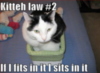LOLCat: Kitten law #2 If I fits in it I sits in it