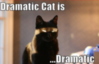 LOLCat: dramatic cat is ...dramatic