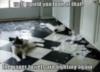 LOLCat: well would you look at that. the paper towels are fighting again.