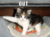 LOLCat: OUT
