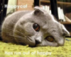 LOLCat: happy cft Has run out of happy