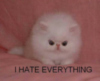 LOLCat: I hate everything