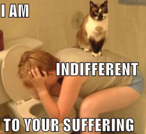 LOLCat: I am indifferent to your suffering