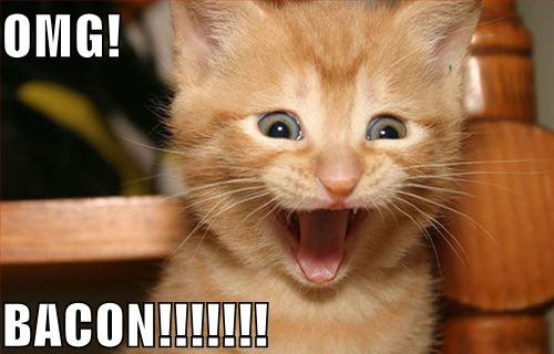 LOLCat: OMG! BACON!!!!!!!!!!!!!!!