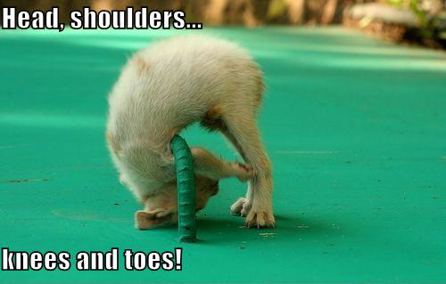LOLCat: Head, shoulders... knees and toes!