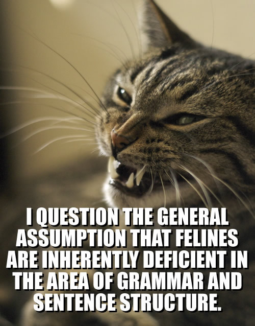 LOLCat: I question the general assumption that felines are inherently deficient in the area of grammar and sentence structure