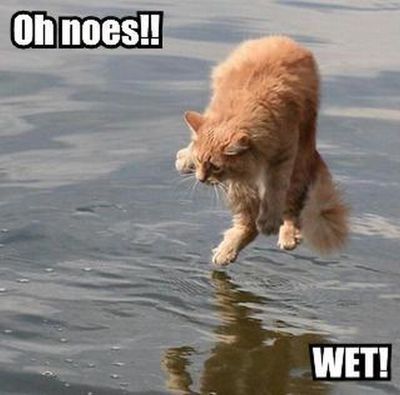 LOLCat: Oh noes!! Wet!