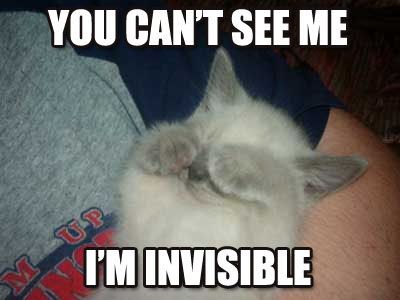 LOLCat: You can't see me I'm invisible