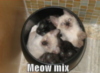 LOLCat: Meow mix