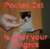 LOLCat: Pocket Cat Is after your Fingers