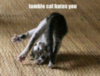 LOLCat: tumble cat hates you