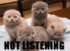LOLCat: Not listening