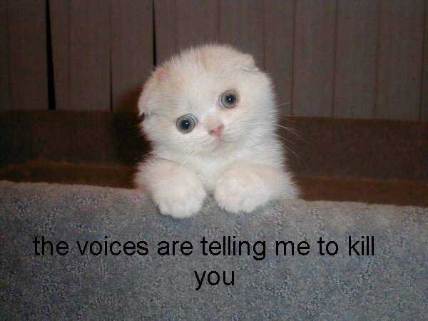 LOLCat: the voices are telling me to kill you