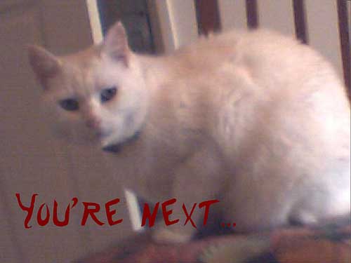 LOLCat: You're next...