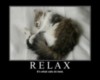 LOLCat: Relax It's what cats do best.