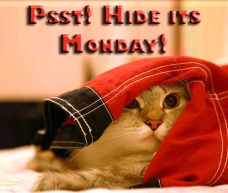 LOLCat: Psst! Hide its Monday!