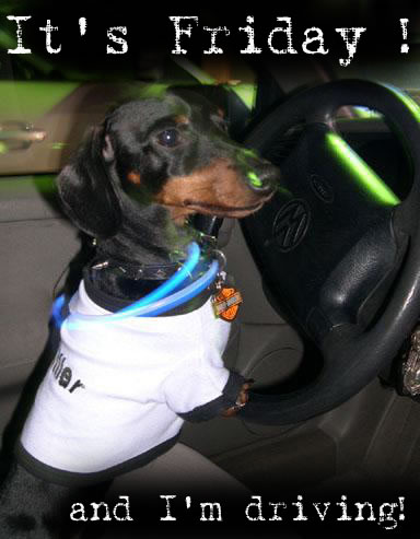 LOL dog: it's FRIDAY! and I'm driving!