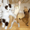 LOLCat: dancing