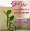 An Orchid for a Special Mother: Happy Mother's Day!