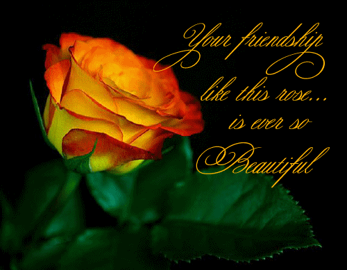 Your Friendship like this rose... is ever so Beautiful