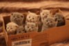 LOLCat: kittens box