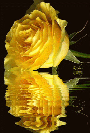 yellow animated rose flowers roses gifs photobucket water reflection flower reflections myniceprofile graphics rosas flores tweet heart s415 graphic glitter