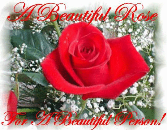 A Beautiful Rose For A Beautiful Person!